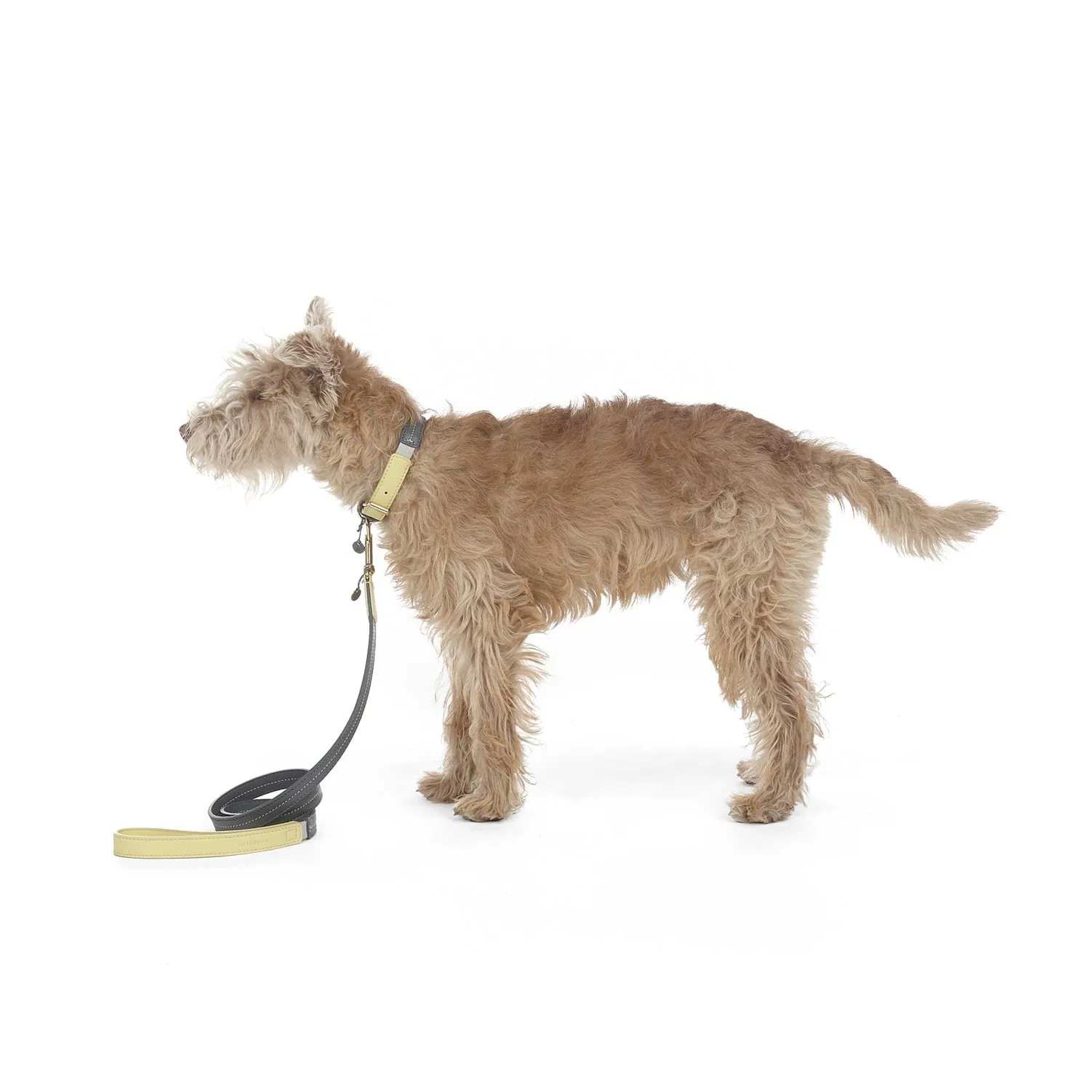 Bauhaus Dog Collar