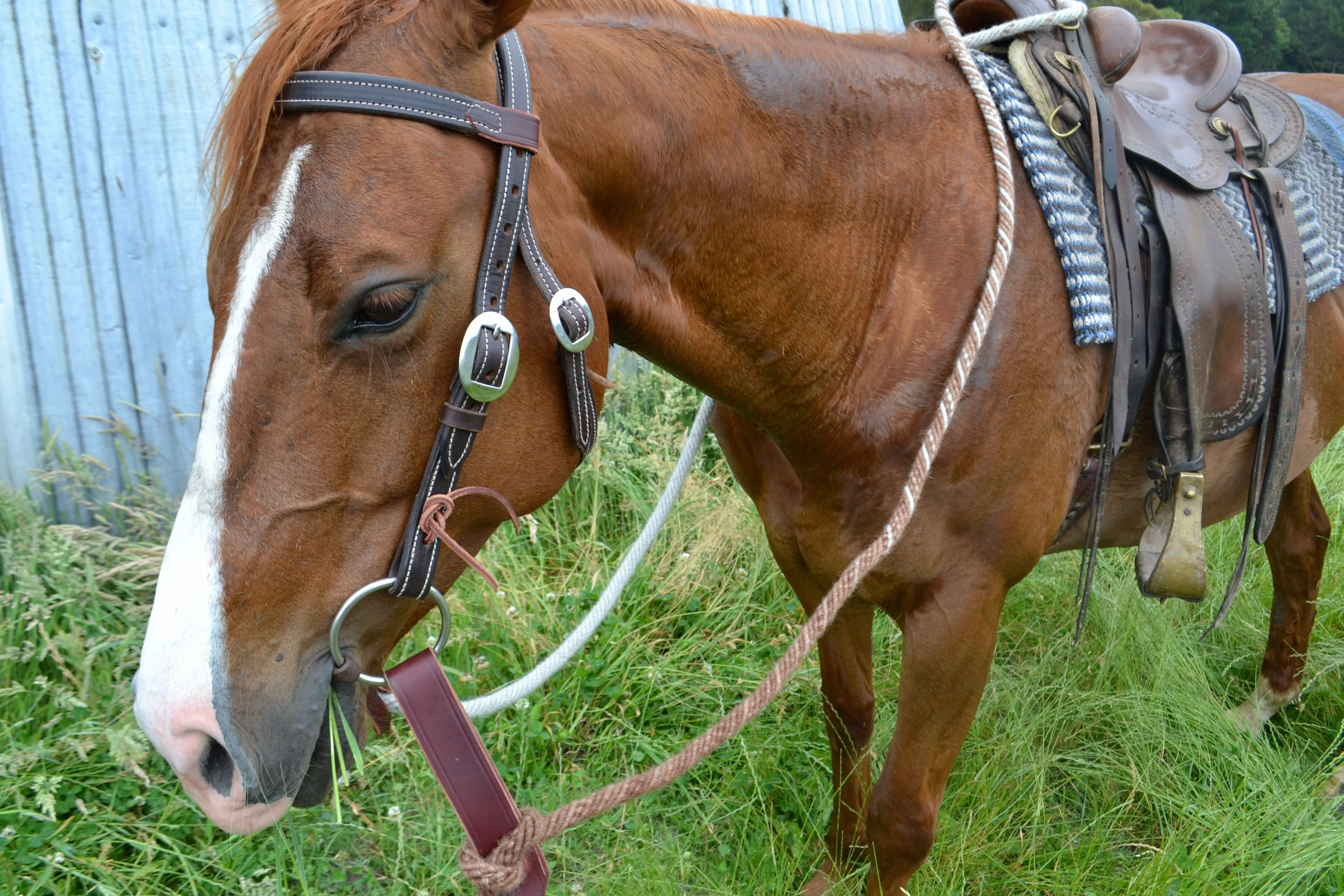 Slobber Straps: short. Chestnut.